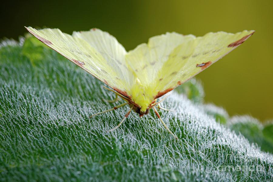 Brimstone Moth Photograph by Heath Mcdonald/science Photo Library