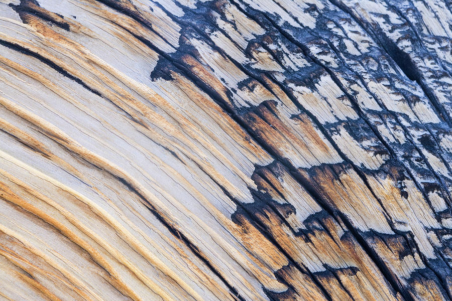 Bristlecone Pine Texture #1 Photograph by Donald E. Hall
