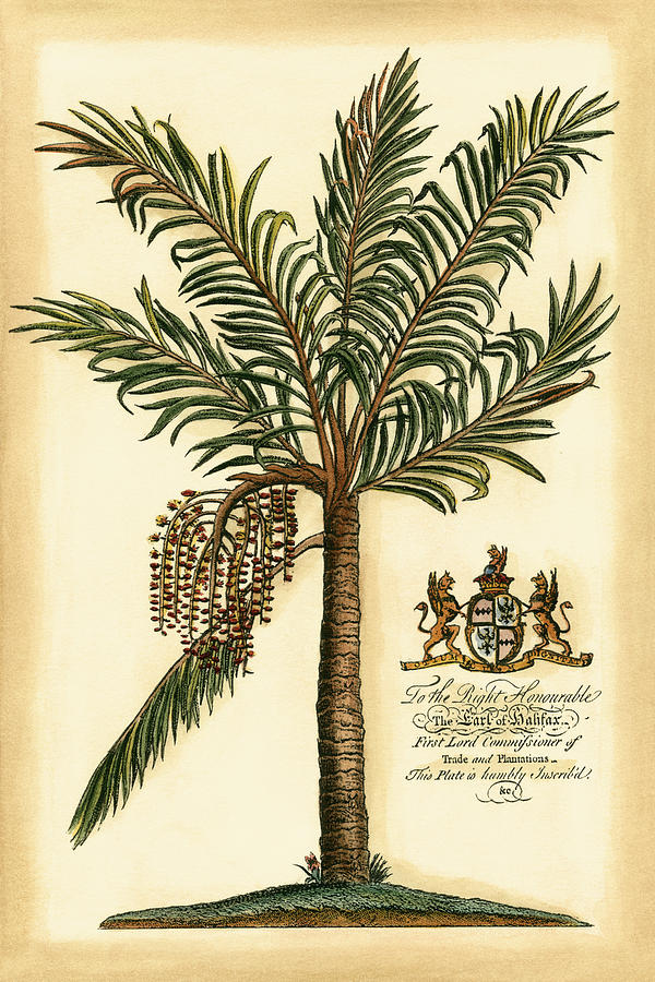 Tree Painting - British Colonial Palm II #1 by Vision Studio