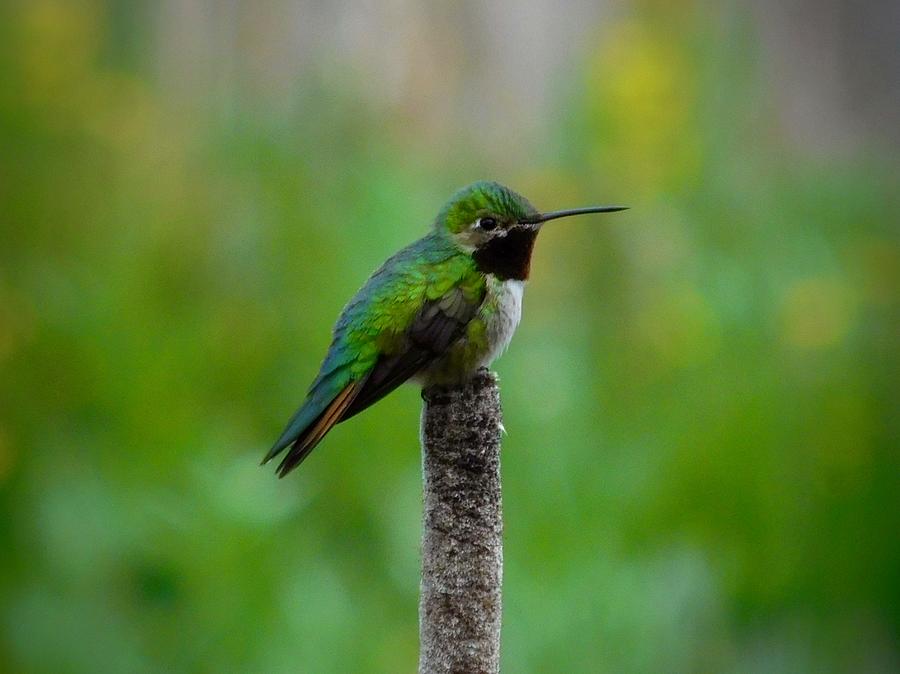 Broad-tailed Hummingbird 2 Photograph by Dan Miller
