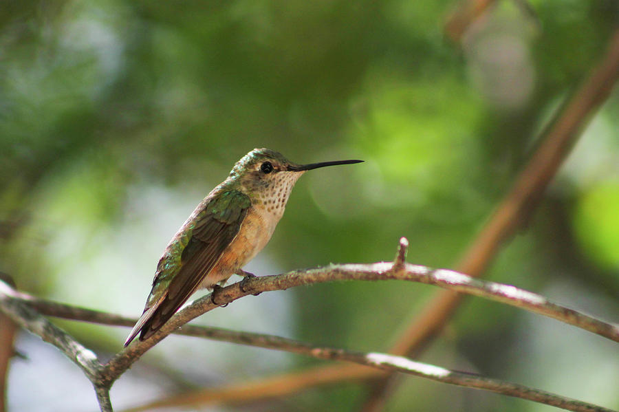 Broad tailed hummingbird Photograph by Nick Bonse - Fine Art America