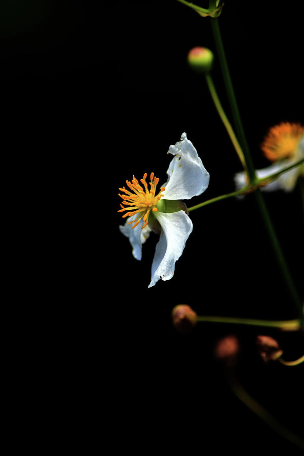 Broadleaf Arrowhead Photograph by William Tasker Fine Art America