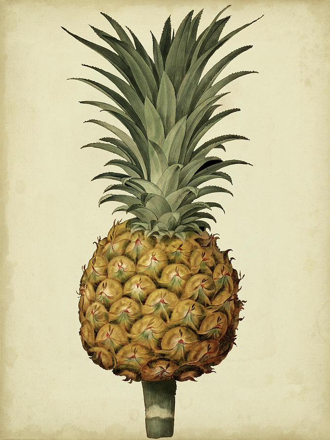 Bird Painting - Brookshaw Antique Pineapple II #1 by George Brookshaw