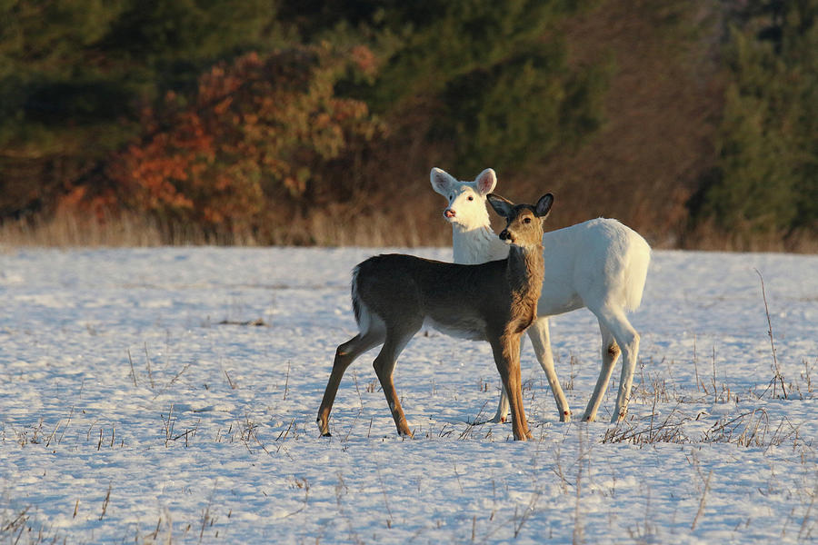 Brown and White Deer #1 Photograph by Brook Burling