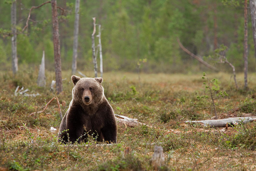 Brown Bear #1 Photograph by Anzeletti