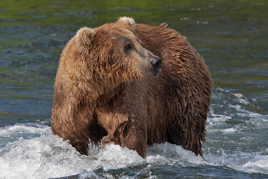 Brown Bear Catching Salmon At Brooks Photograph by Keren Su - Fine Art ...