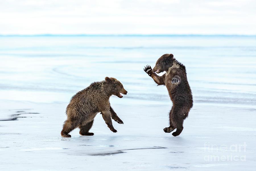 Brown Bear Cubs Play-fighting On Ice #1 Photograph by Arcady Zakharov/science Photo Library