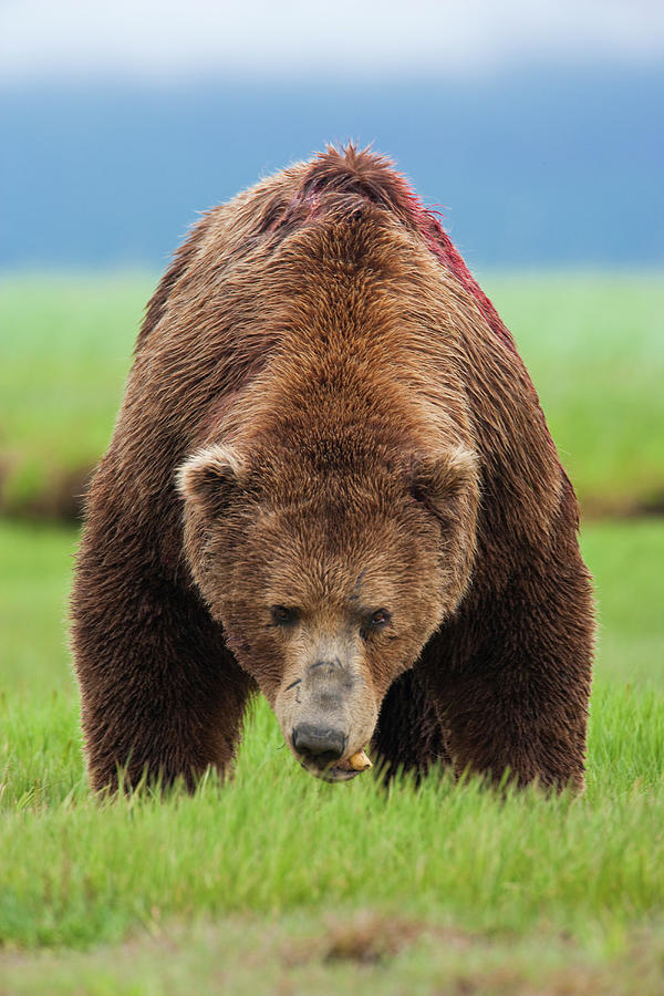 Brown Bear, Katmai National Park #1 Photograph by Mint Images/ Art Wolfe