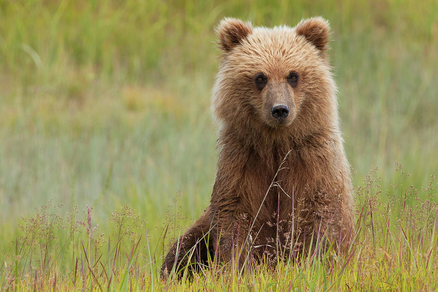 Brown Bear, Lake Clark National Park #1 Photograph by Mint Images/ Art Wolfe