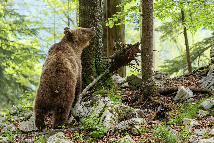 Brown bear - Ursus arctos #1 Photograph by Jivko Nakev