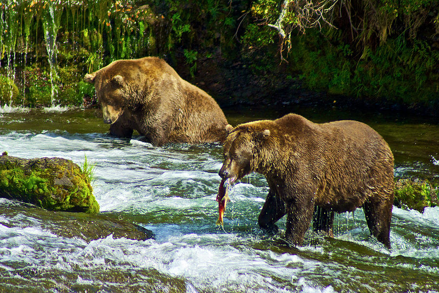 Brown Bears Catching Salmon #1 Photograph by Donald Pash