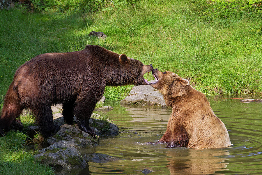 Brown Bears Fighting In Water, Ursus Arctos, Bavarian Forest National ...