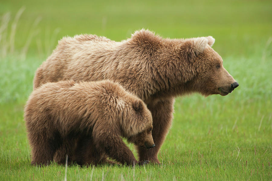 Brown Bears, Katmai National Park #1 Photograph by Mint Images/ Art Wolfe