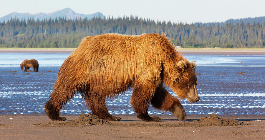 Lake Clark National Park Photograph - Brown Bears, Lake Clark National Park #1 by Mint Images/ Art Wolfe