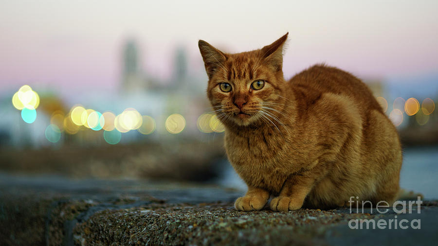 Brown Cat and Cathedral by the Sea Cadiz Spain #1 Photograph by Pablo Avanzini