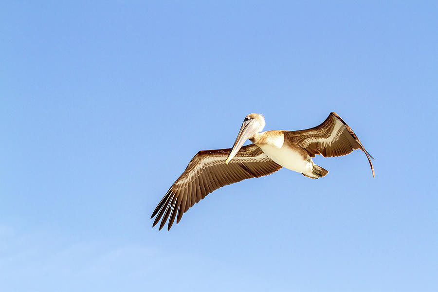 Brown Pelican #1 Photograph by Karen Foley
