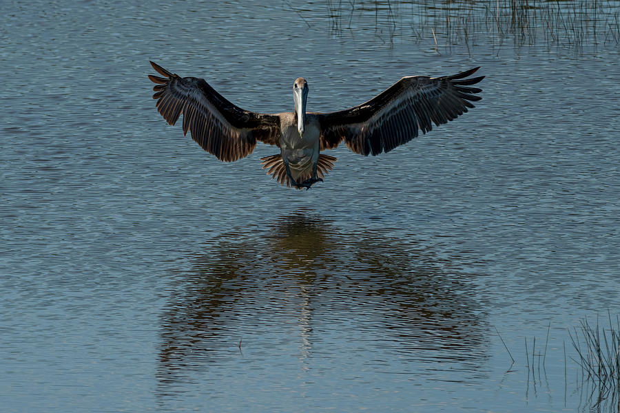 Brown pelican landing and taking off looking for fish #2 Photograph by Dan Friend