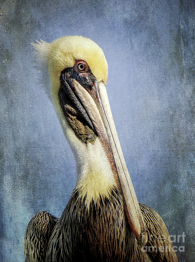 Pelican Photograph - Brown Pelican Portrait #1 by Joan McCool