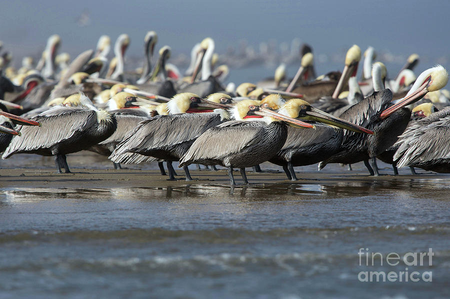 Pelican Photograph - Brown Pelicans Flocking On A Beach #1 by Christopher Swann/science Photo Library