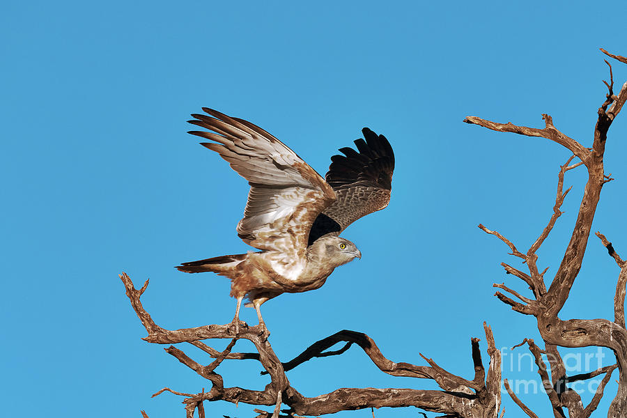 Eagle Photograph - Brown Snake Eagle #1 by Dr P. Marazzi/science Photo Library