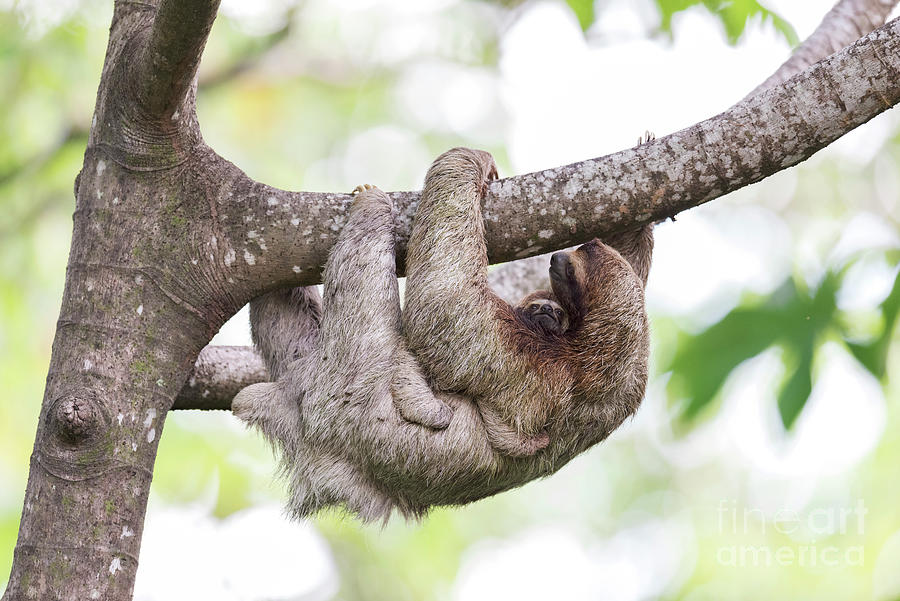Brown-throated Three-toed Sloth #1 Photograph by Dr P. Marazzi/science Photo Library