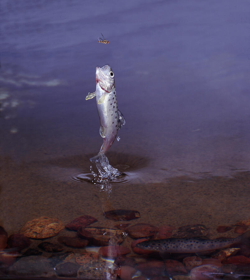 Brown Trout Juvenile Jumping Through The Water Surface To #1 Photograph by Kim Taylor / Naturepl.com Brown Trout Juvenile Jumping Through The Water Surface To #1 Photograph by Kim Taylor / Naturepl.com