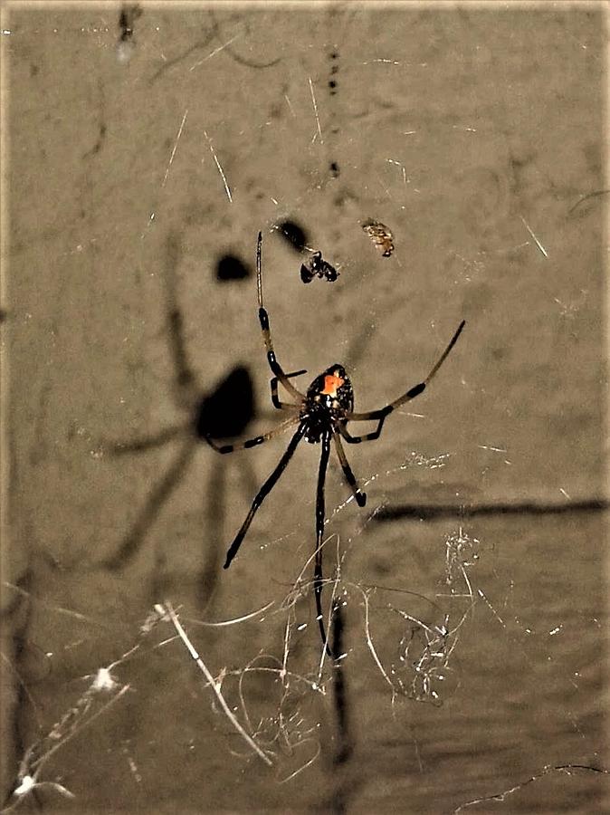 Brown Widow Spider In The Lower Garden District Of New Orleans Louisiana #2 Photograph by Michael Hoard