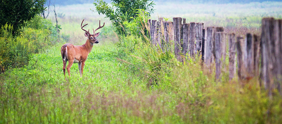 Buck Deer In Cades Cove Area Of The #1 Photograph by Wbritten