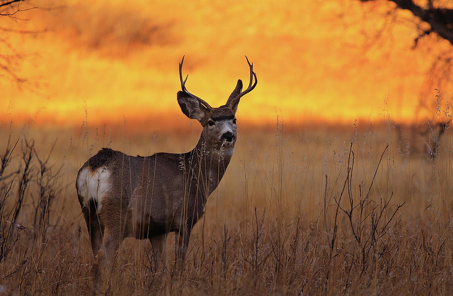 Deer Photograph - Poser by Kadek Susanto