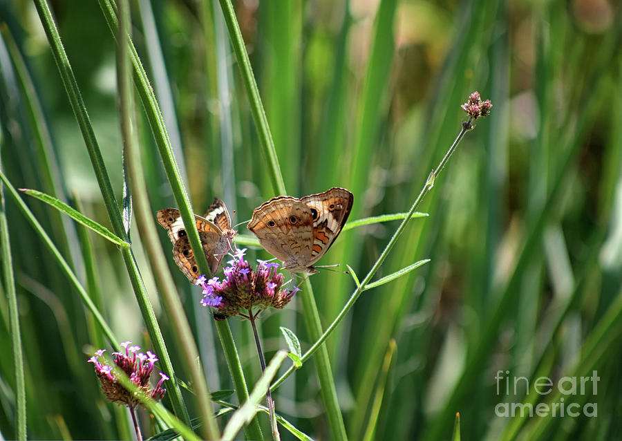 Buckeye Butterflies #2 Photograph by Karen Adams