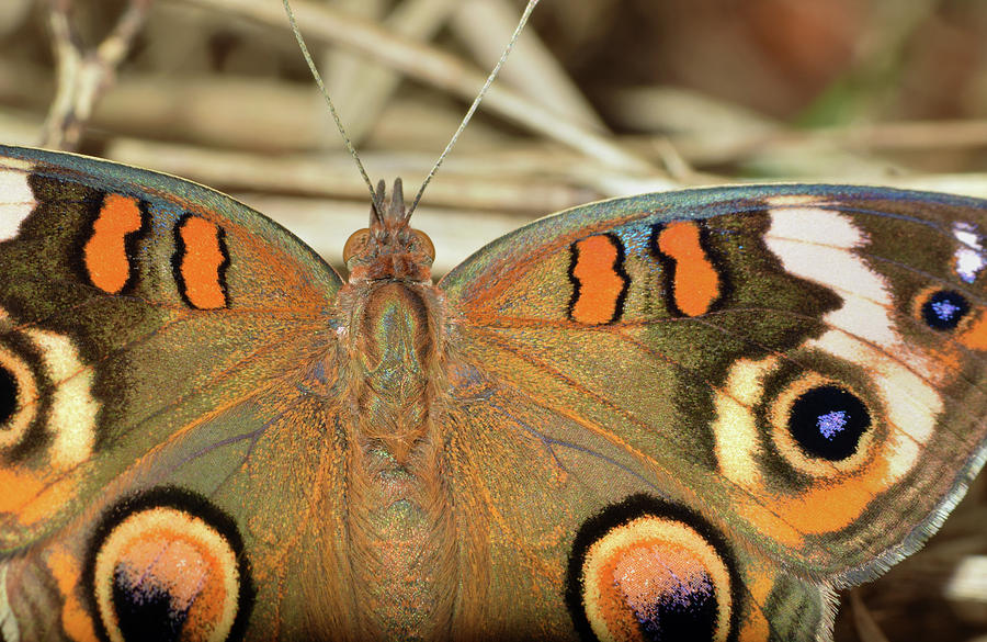 Buckeye Butterfly #1 Photograph by Larah McElroy