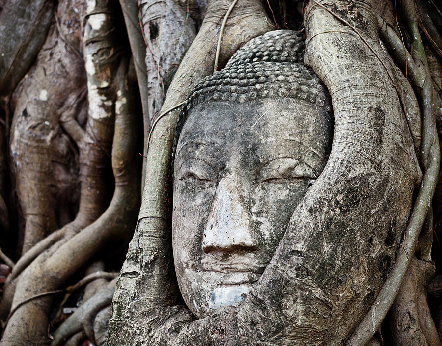 Buddha Head Wrapped In A Tree #1 Photograph by Traveler1116