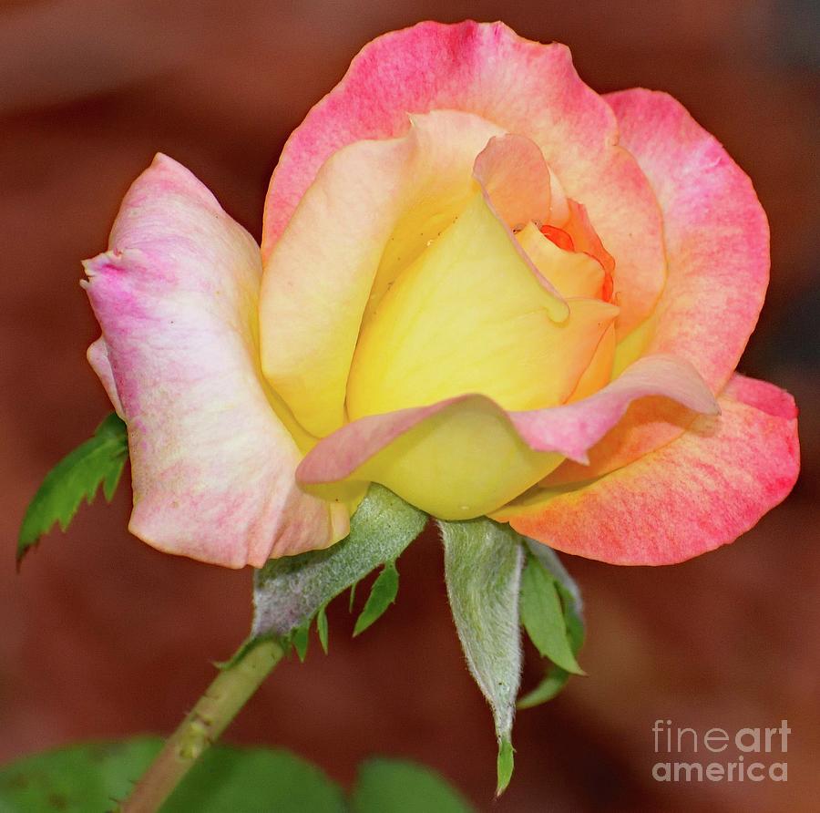 Nature Photograph - Budding Beauty - Rose by Cindy Treger