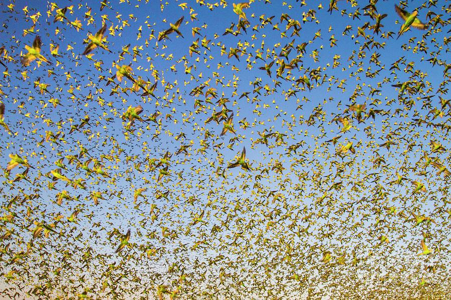 Wildlife Photograph - Budgerigars Flocking To Find Water #1 by Paul Williams/science Photo Library
