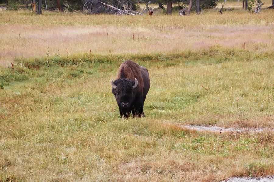 Buffalo at Yellowstone National Park #1 Photograph by Susan Jensen