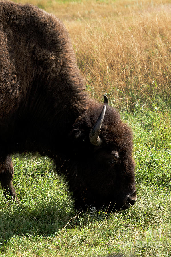 Buffalo Photograph by Carol Bilodeau | Fine Art America