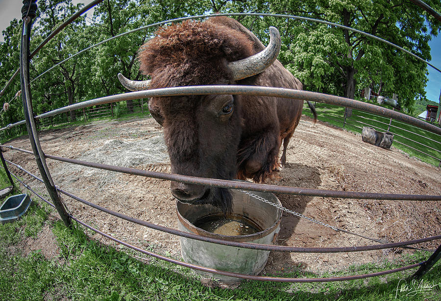 Buffalo Cody #1 Photograph by Phil S Addis