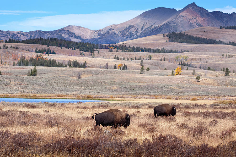 Buffalo Or Bison And Wilderness In #1 Photograph by Daydreamsgirl