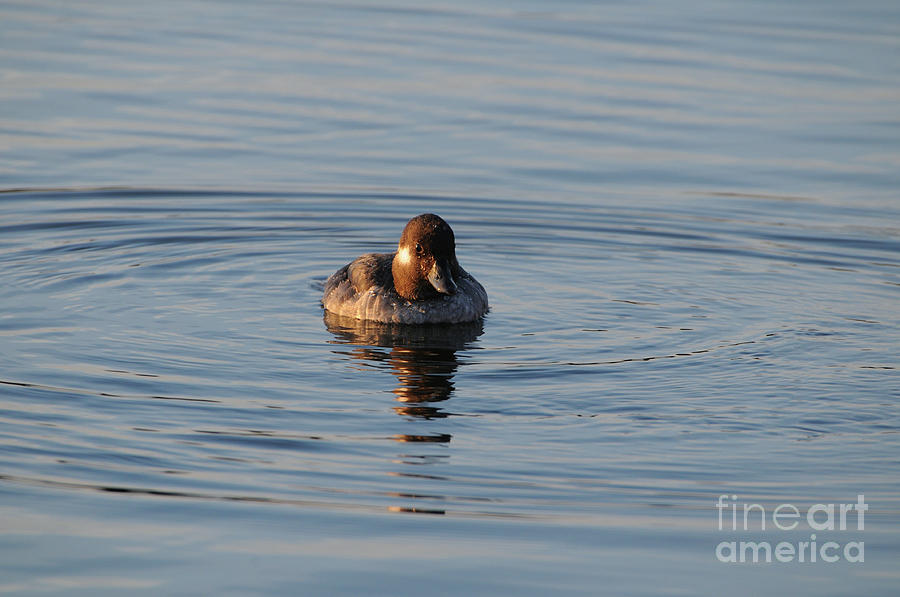 Duck Photograph - Bufflehead Female #1 by Marianne Kuzimski