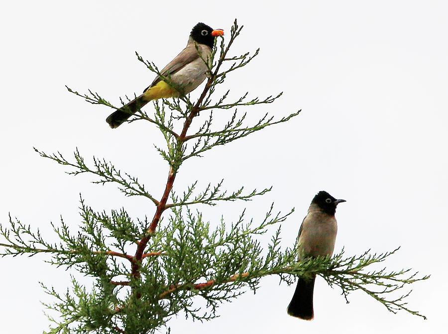 Nature Photograph - Bulbul Birds Are Seen on a Tree #1 by Jamal Saidi