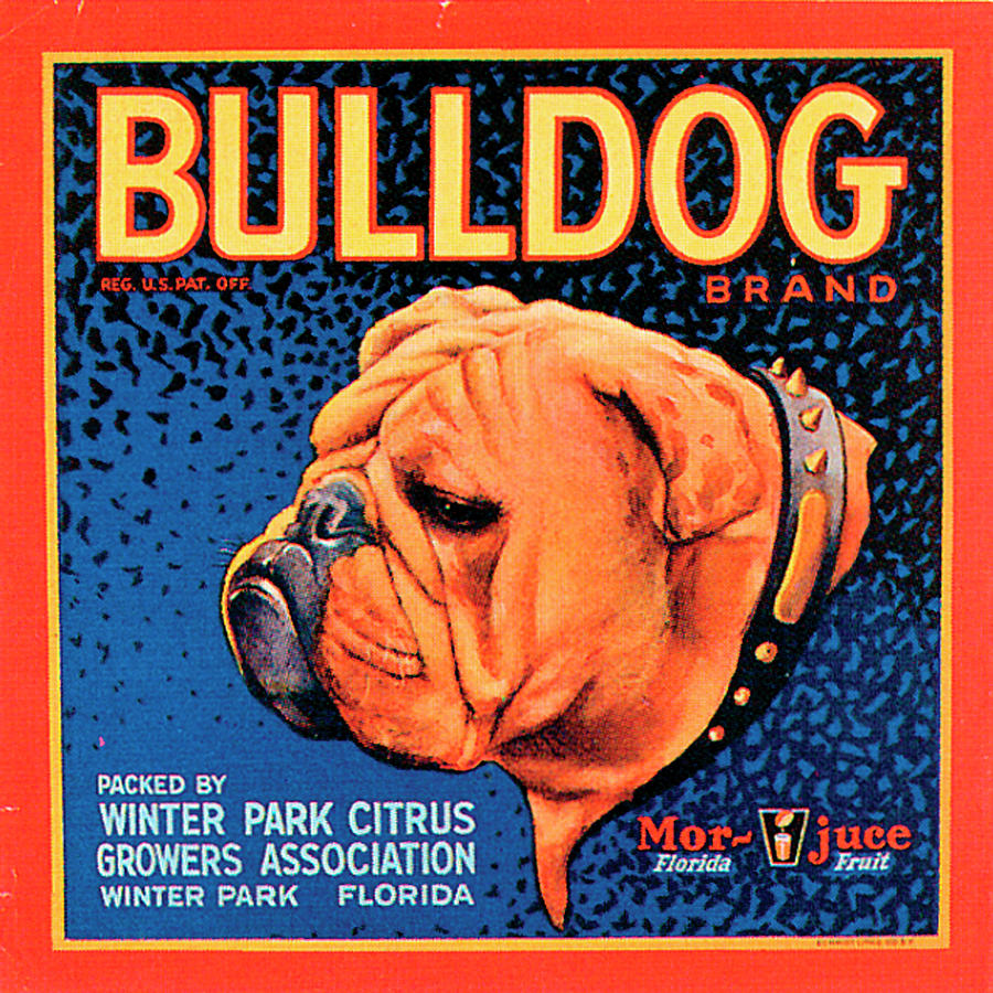 Vintage Painting - Bull Dog #1 by Vision Studio