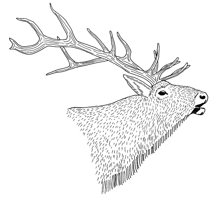 Bull Elk #1 Drawing by Aaron Geraud