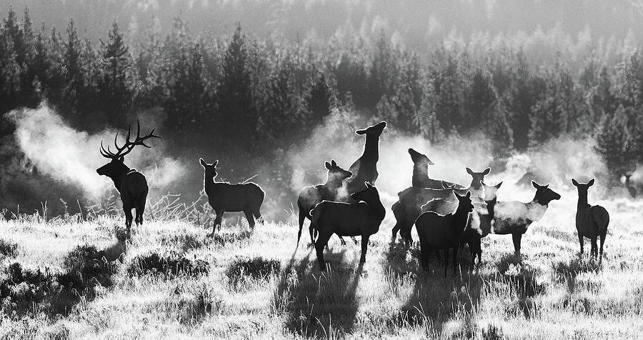 Bull Elk and Harem #1 Photograph by Max Waugh