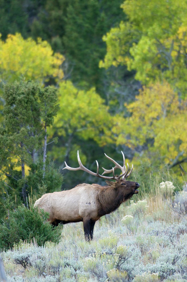 Bull Elk Bugling Photograph by Ken Archer - Fine Art America