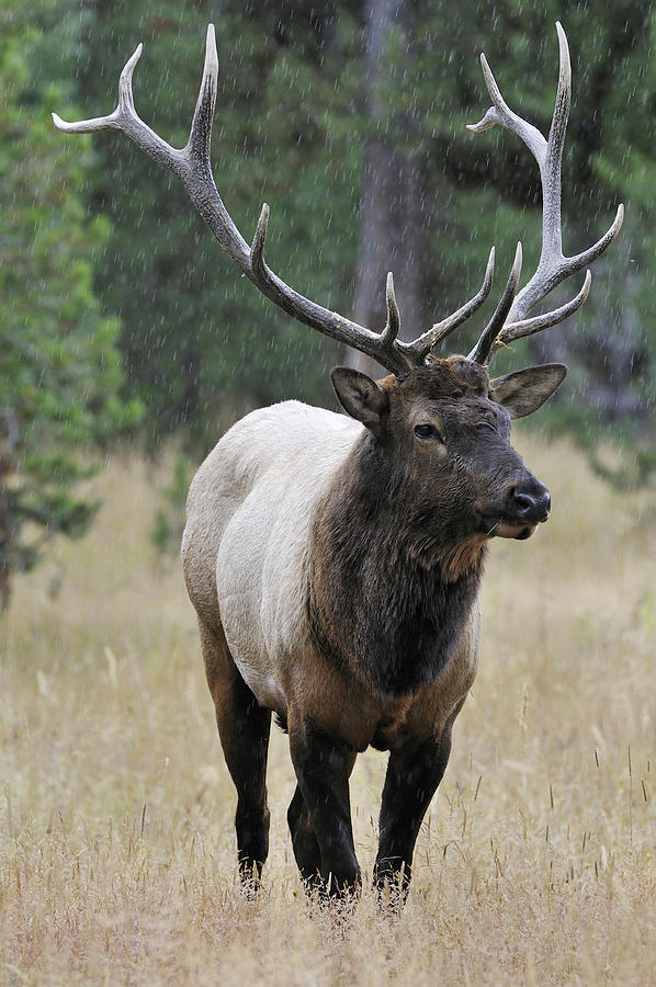 Bull Elk Cervus Canadensis Standing by Danita Delimont