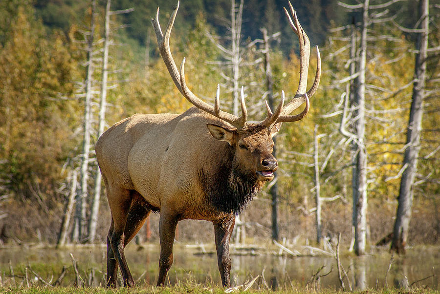 Bull Elk #1 Photograph by Donald Pash