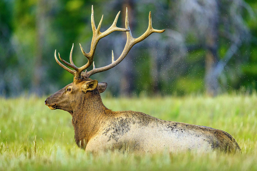 Bull Elk, Jasper National Park, Canada Photograph By Don White - Fine ...