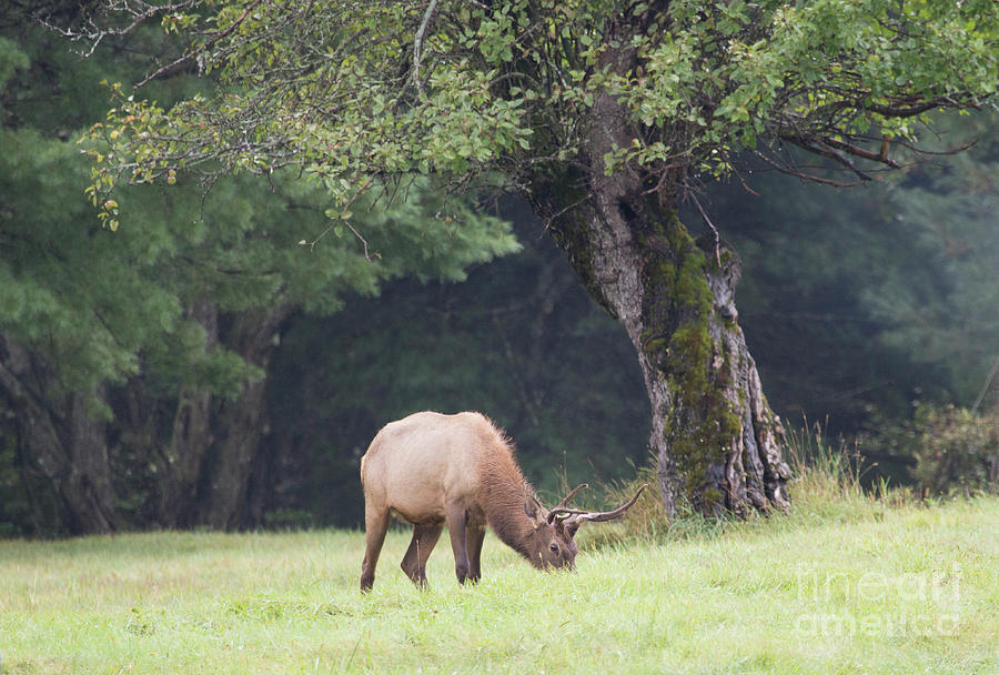 Bull Elk Series 2 Photograph by Jeannette Hunt