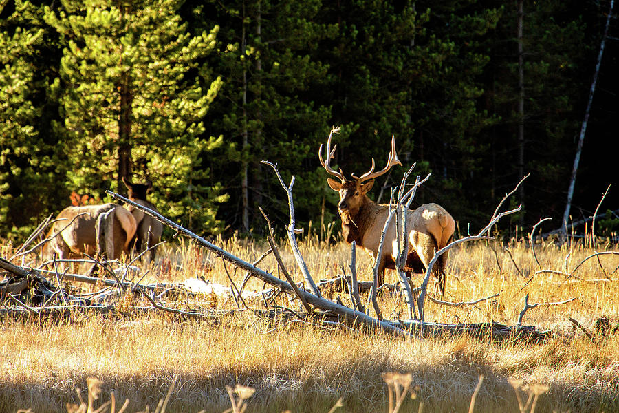 Bull Elk  #1 Photograph by Pete Federico