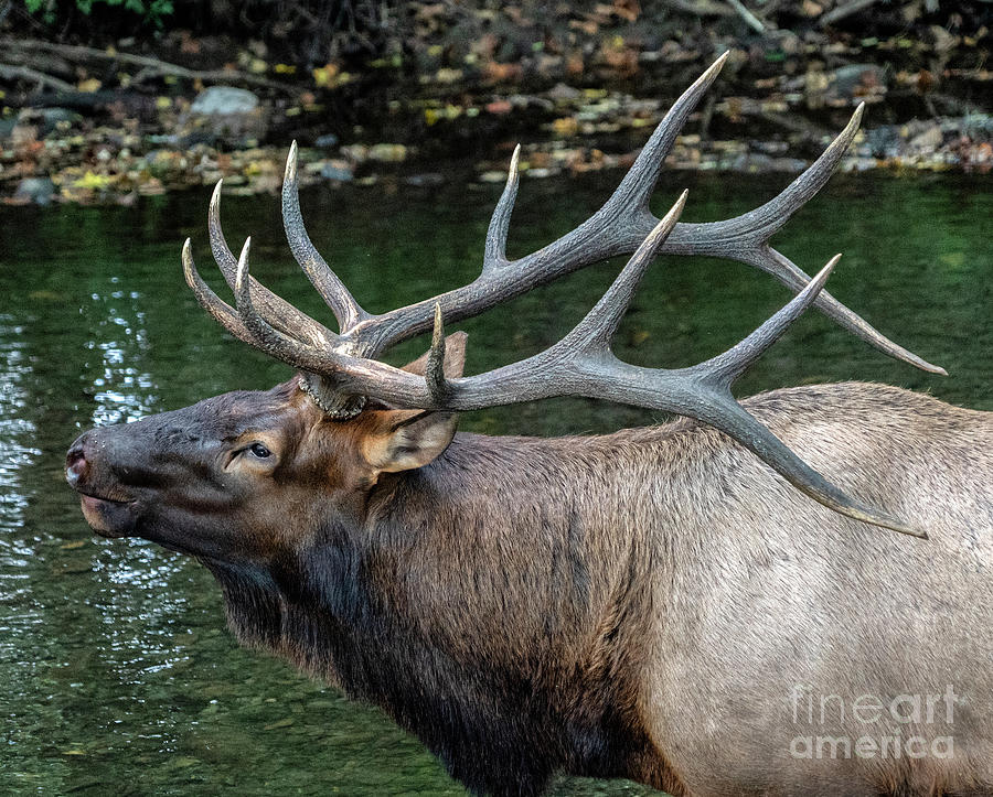 Bull elk #1 Photograph by Rodney Cammauf